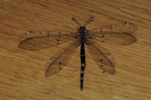Réf. 222 724 : Distoleon tetragrammicus